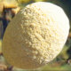 sparrowland002007.jpg