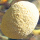 sparrowland003012.jpg